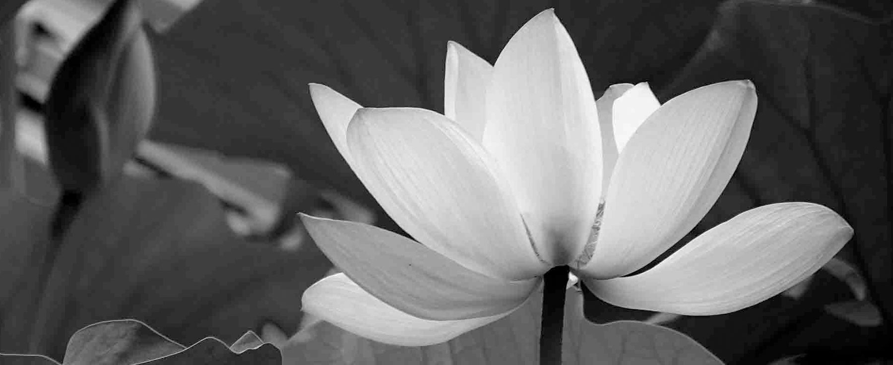 Website für Qi Gong Praxis Bonn